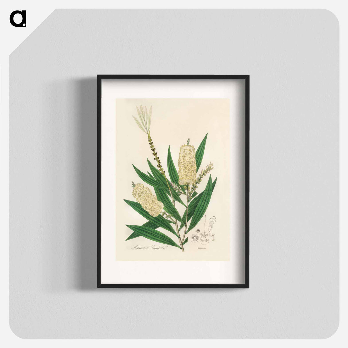 アートポスター-Melaleuca cajuputi Illustration
- 薬用植物学 Poster.