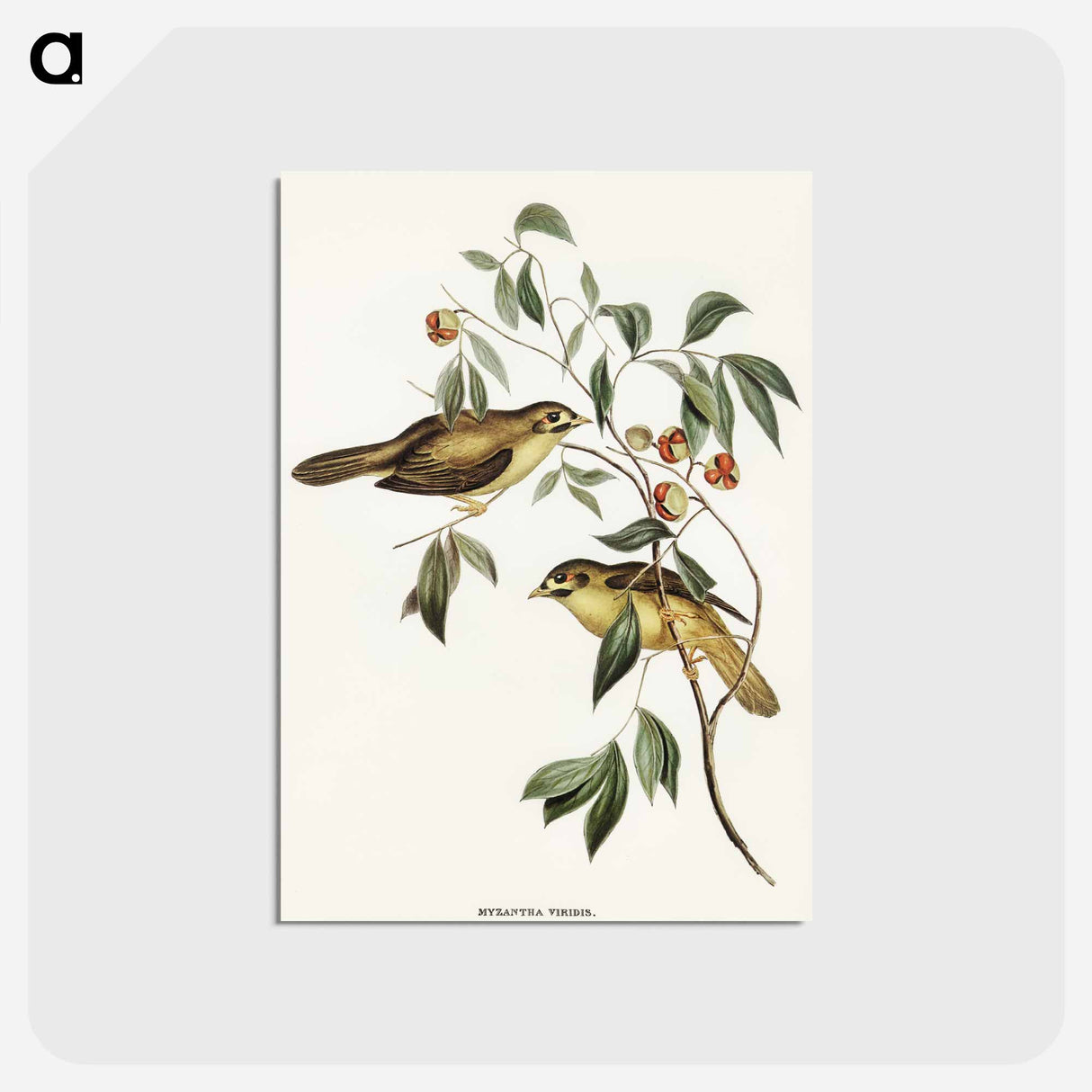 アートポストカード-Australian Bell Bird
- オーストラリアの鳥 Postcard.