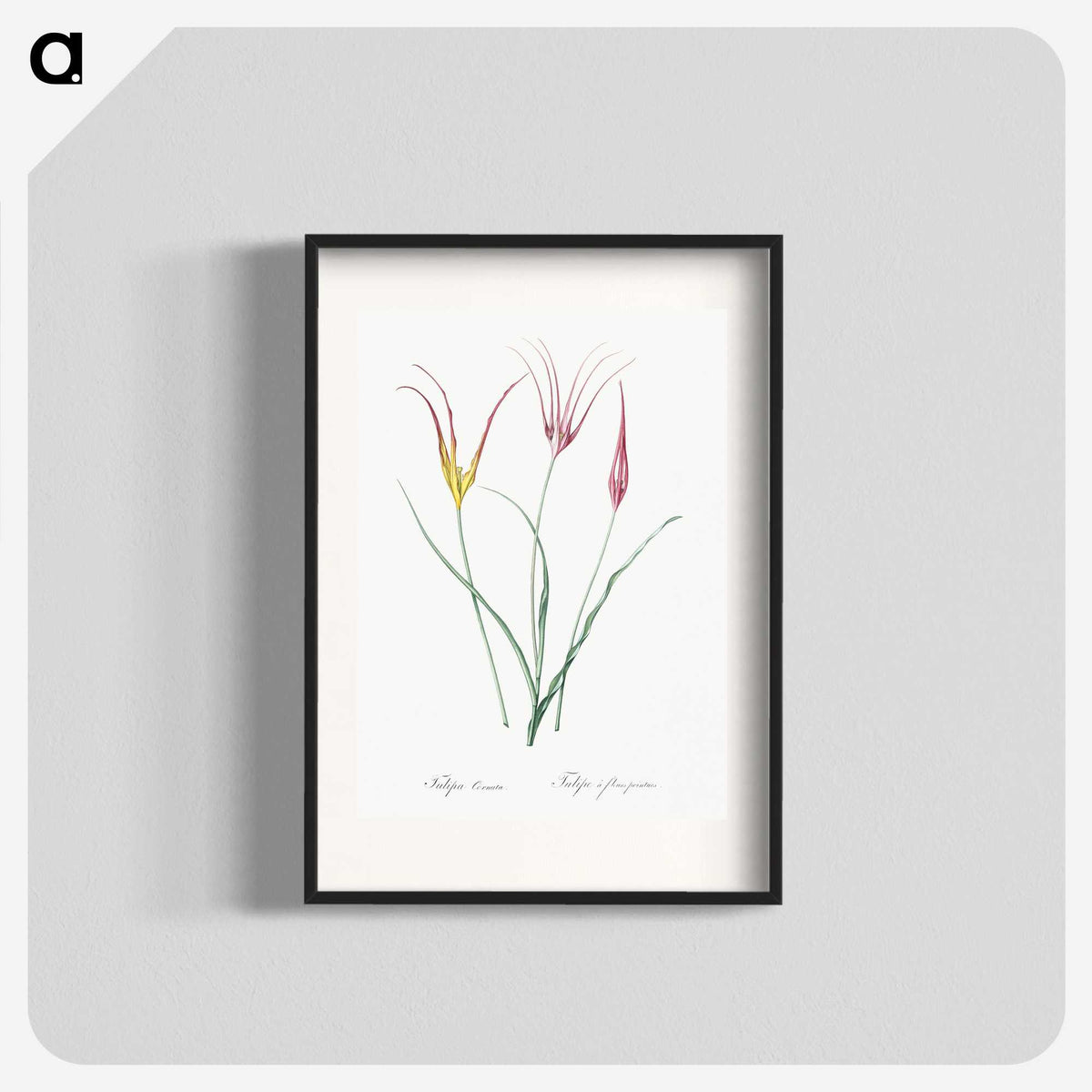 2-39_The-Lilies_blk