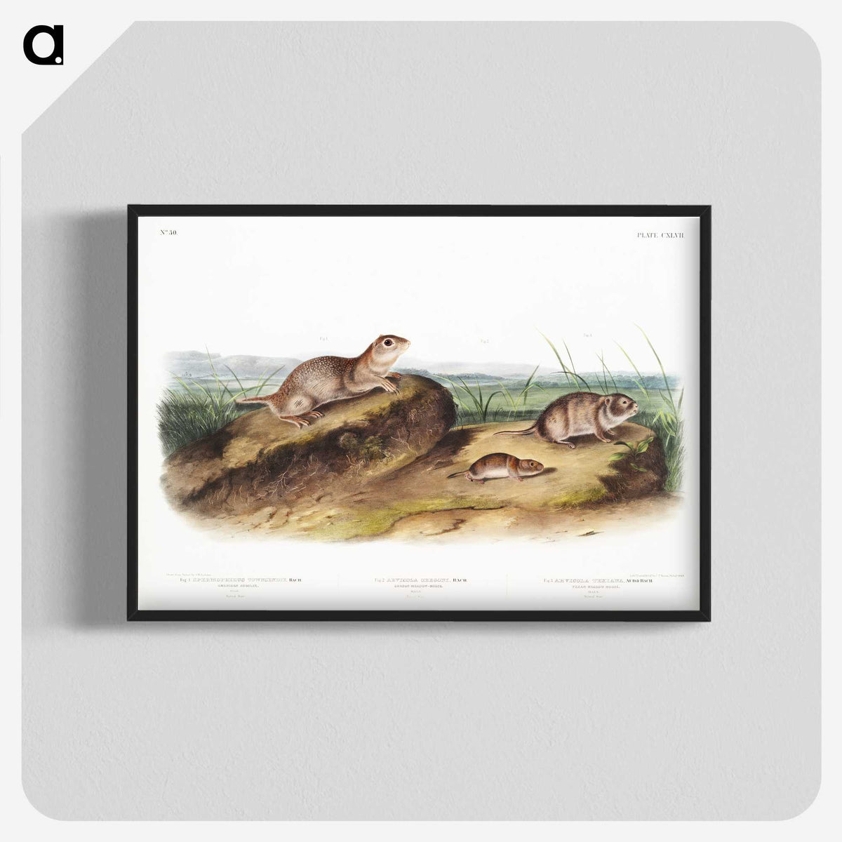 2-39_The-Viviparous-Quadrupeds_blk-crop