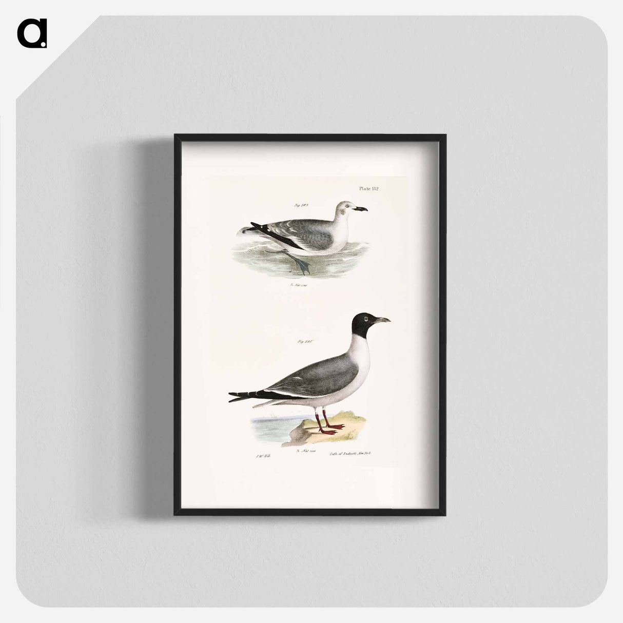 Laughing Gull, young - New York Zoological Poster.