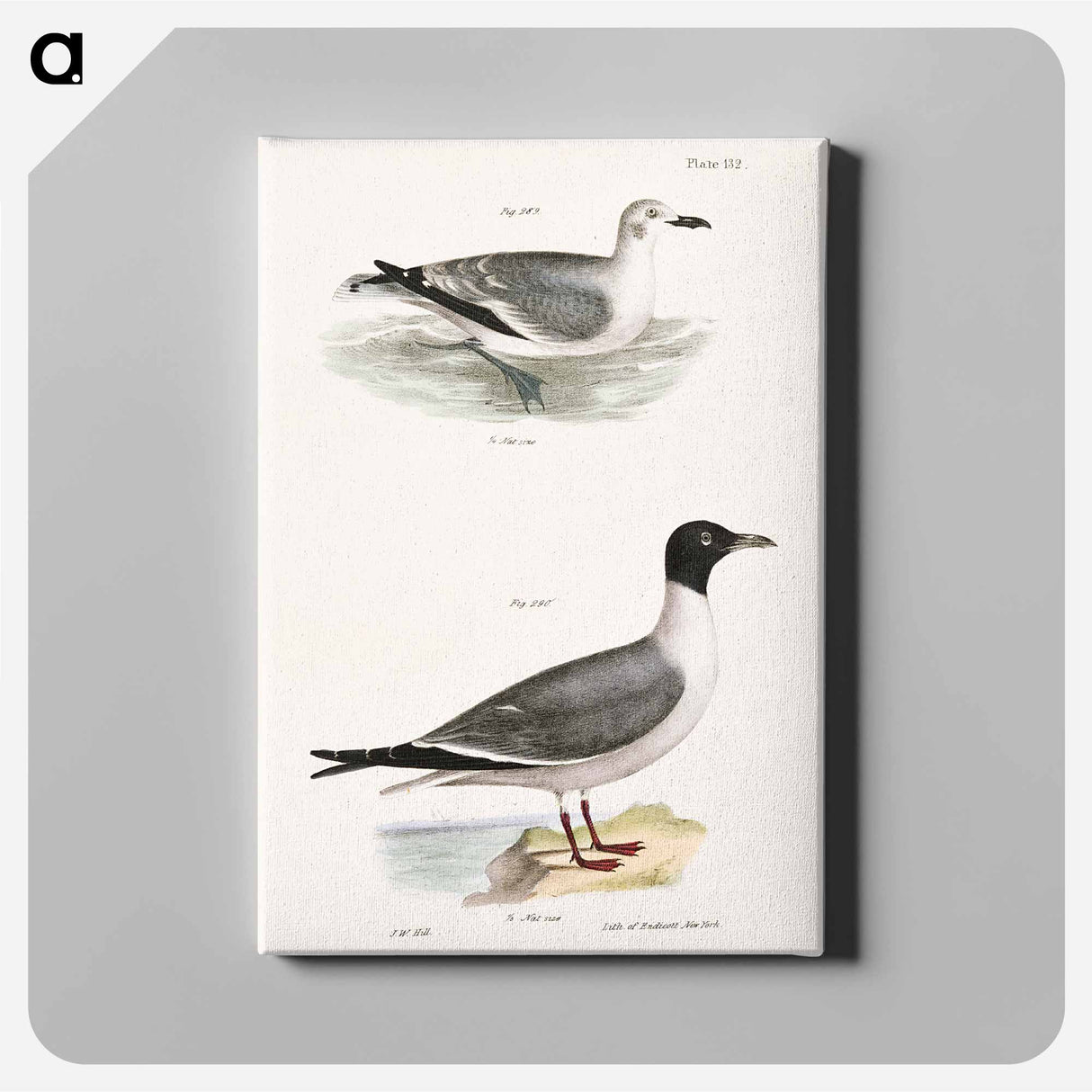 Laughing Gull, young - Zoology Canvas, New York.