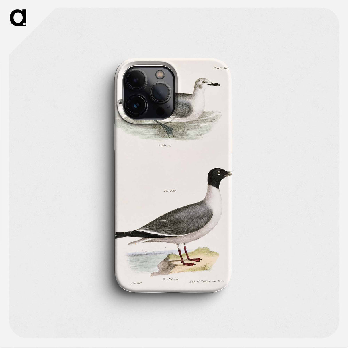 Laughing Gull, young - New York Zoological Phone Case.