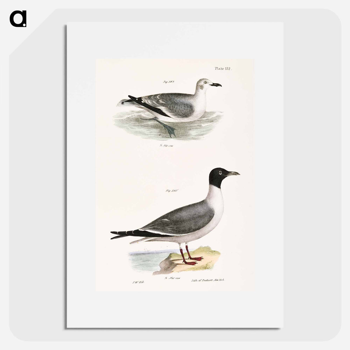 Laughing Gull, young - New York Zoological Poster.