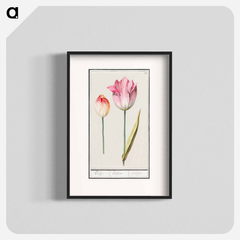 Tulip - アンセルムス ボエティウス デ ブート Poster.