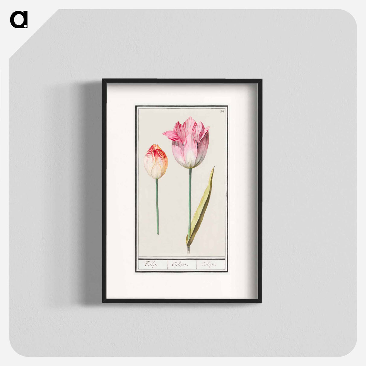 Tulip - アンセルムス ボエティウス デ ブート Poster.