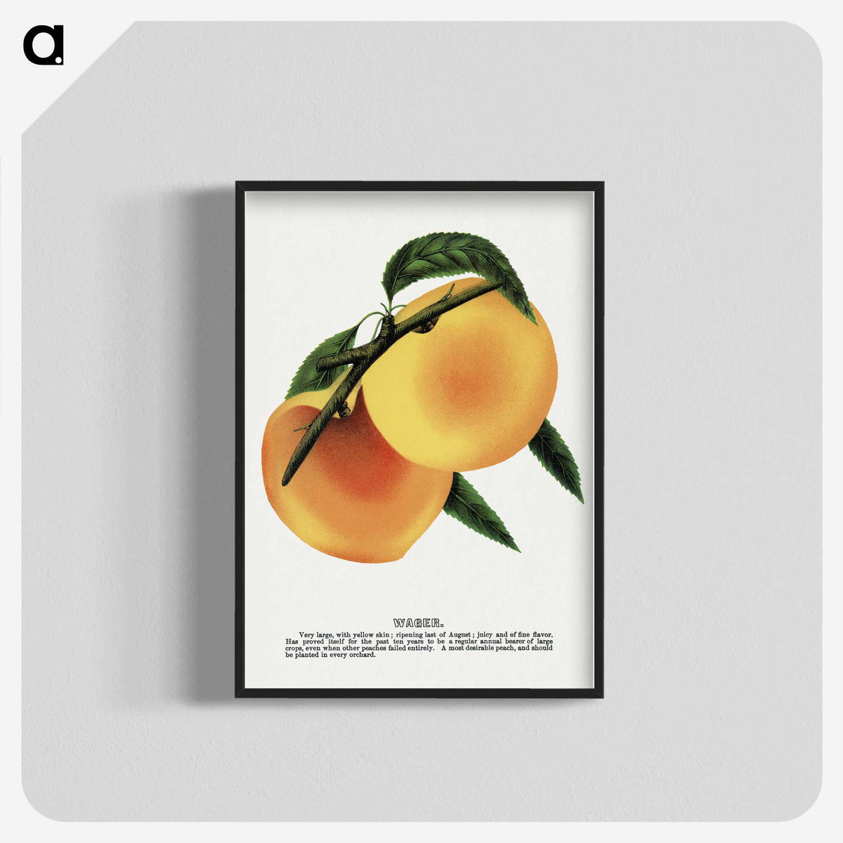 2-3_Botanical-Specimen-Plates_blk-crop