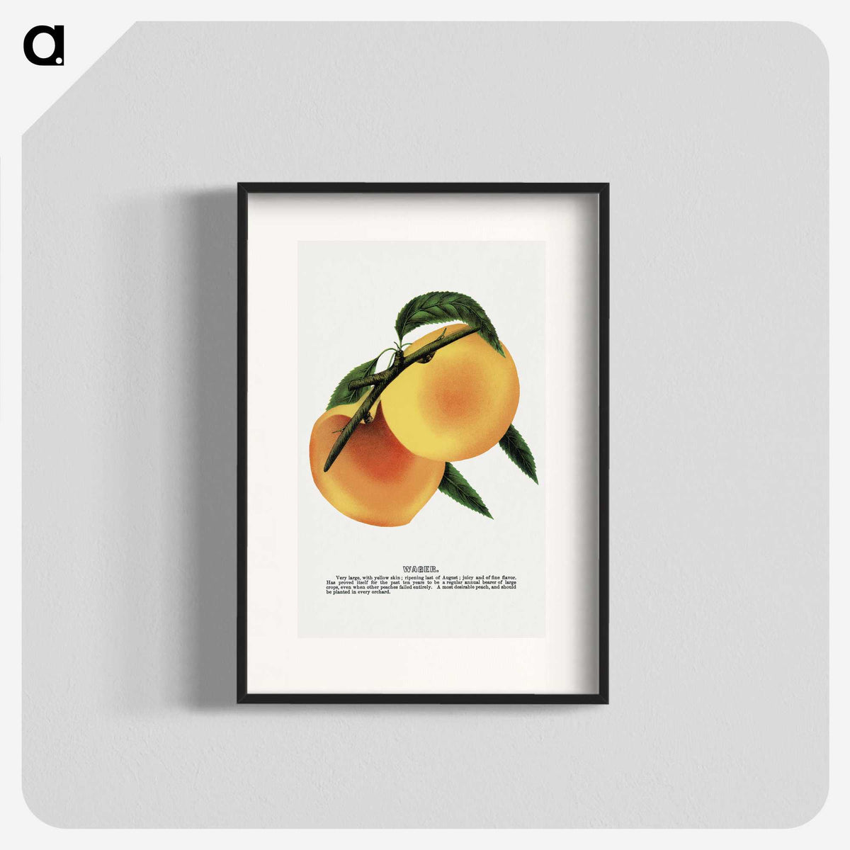 2-3_Botanical-Specimen-Plates_blk