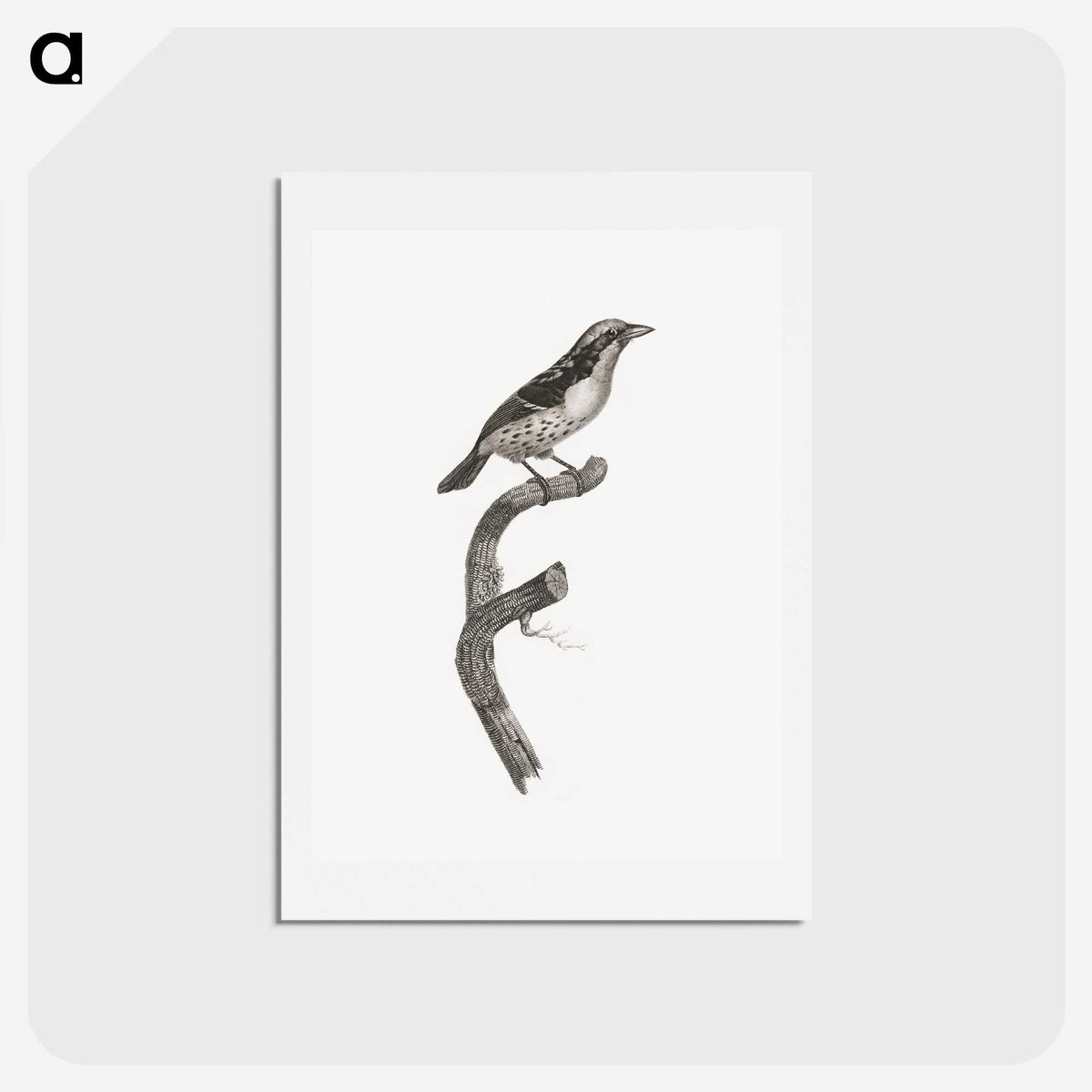 2-3_Des-Oiseaux-de-Paradis_hagaki