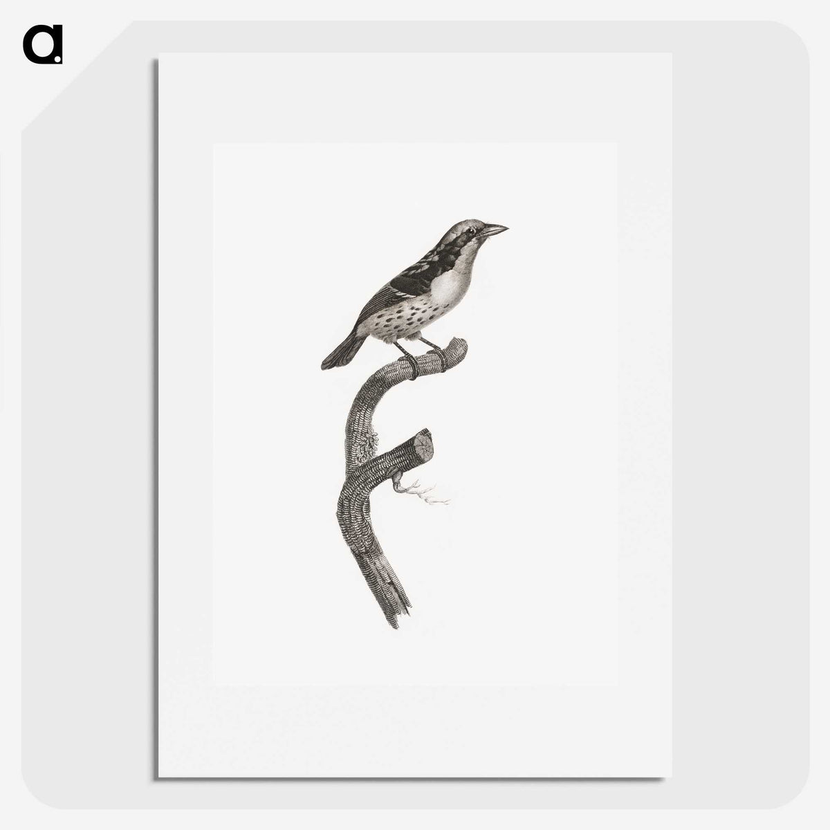 2-3_Des-Oiseaux-de-Paradis_picture