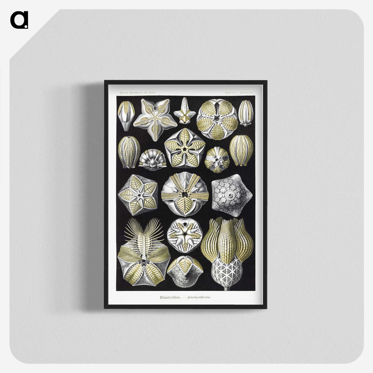 2-3_Ernst-Haeckel_blk-crop
