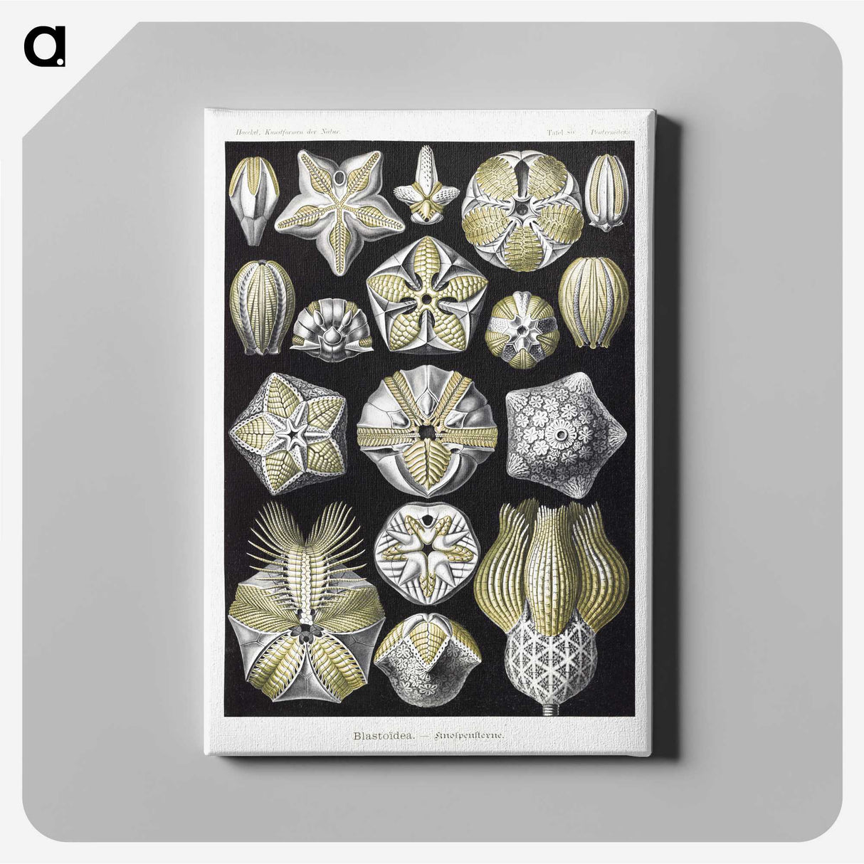 2-3_Ernst-Haeckel_canvas