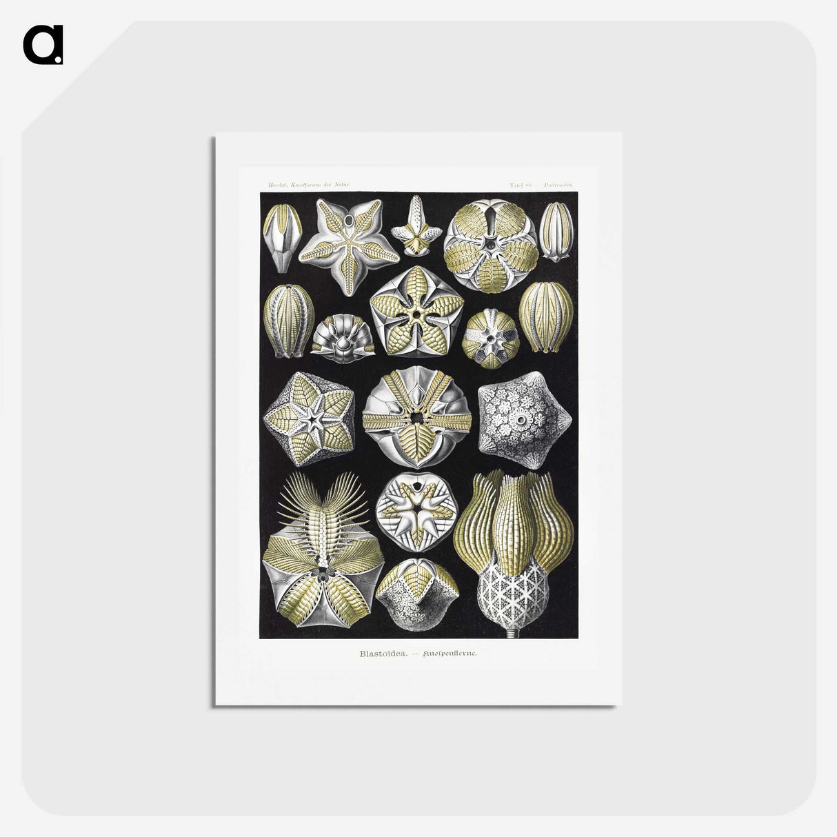 2-3_Ernst-Haeckel_hagaki