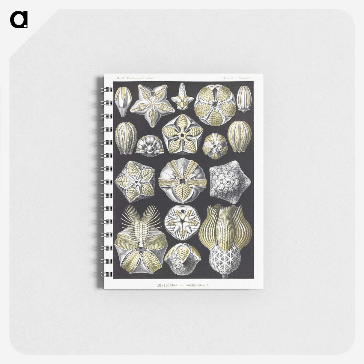 2-3_Ernst-Haeckel_memo