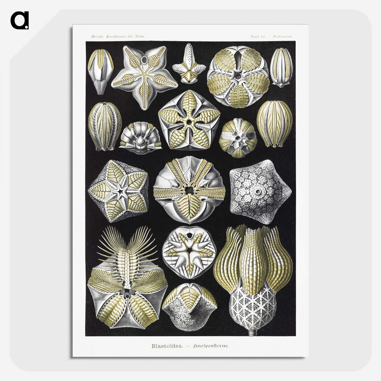 2-3_Ernst-Haeckel_picture-crop