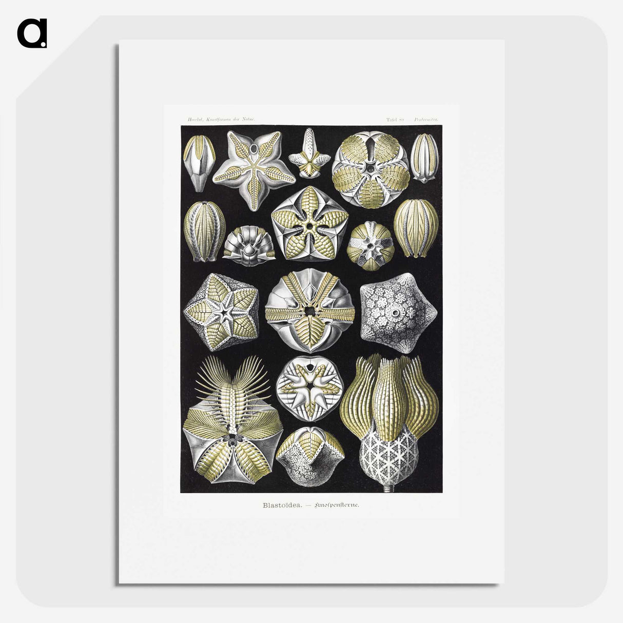2-3_Ernst-Haeckel_picture