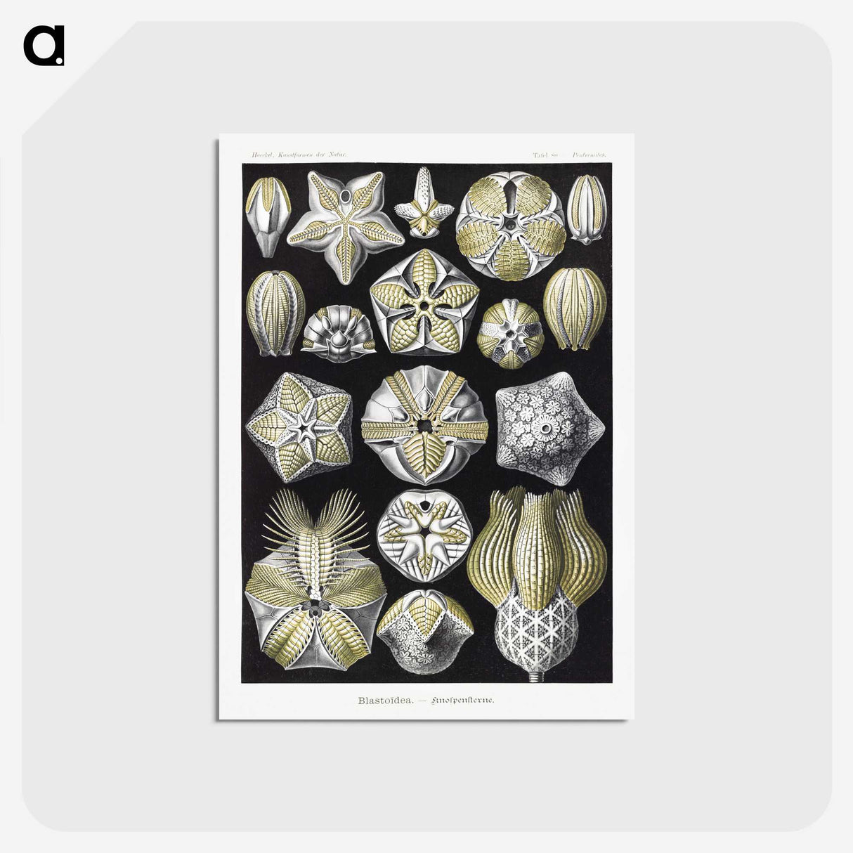 2-3_Ernst-Haeckel_postcard