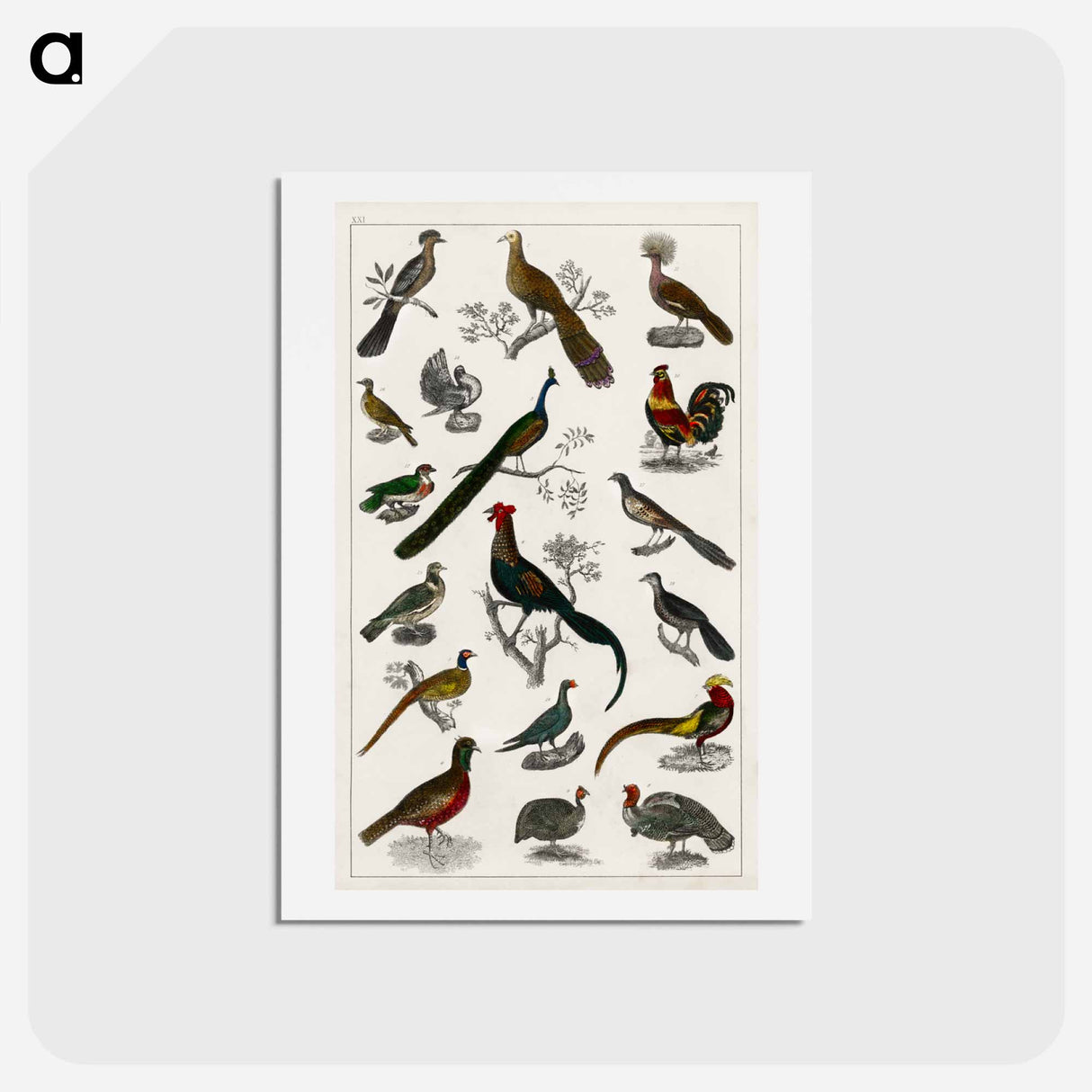 アートポストカード-Birds from Goldsmith's Animated Nature
- ゴールドスミスの生き生きとした自然 Postcard.