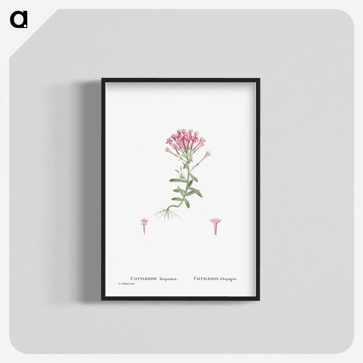 2-3_Histoire-des-Plantes-Grasses_blk-crop
