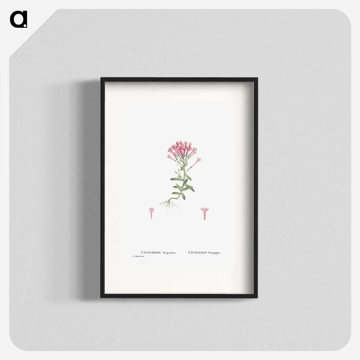 2-3_Histoire-des-Plantes-Grasses_blk