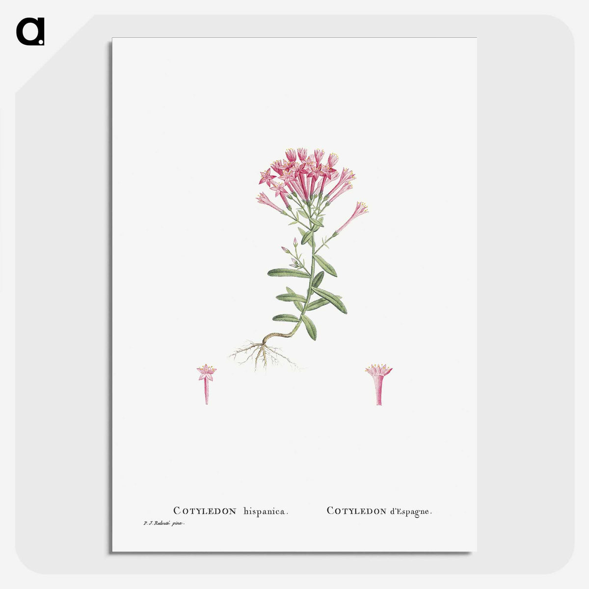 2-3_Histoire-des-Plantes-Grasses_picture-crop