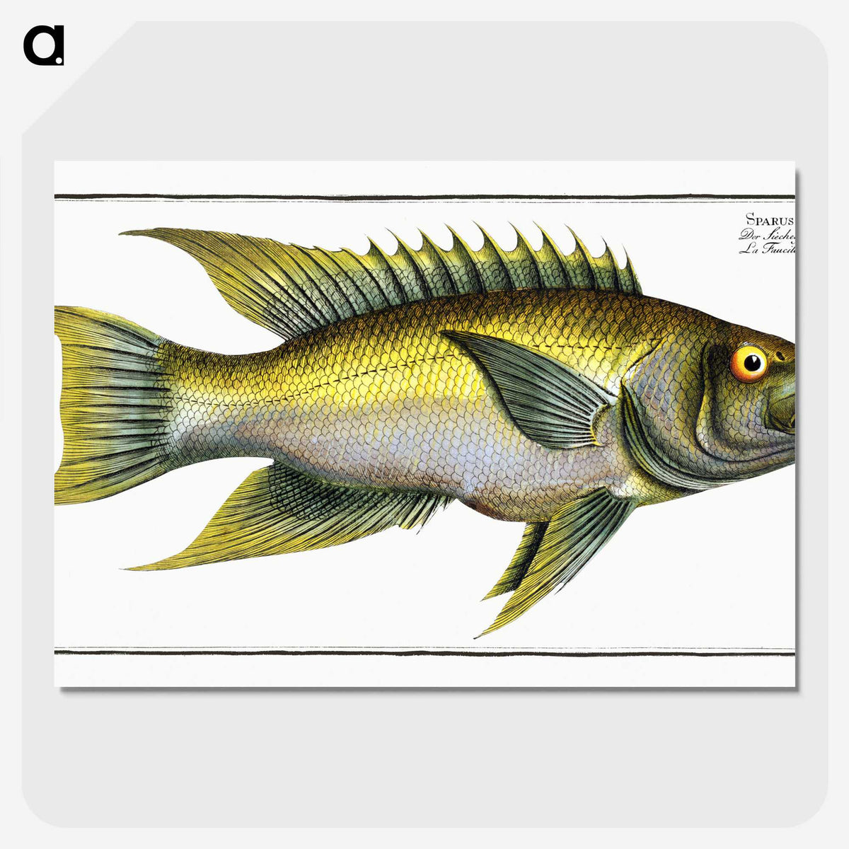 2-3_Ichtyologie-ou-Histoire-naturelle_picture-crop