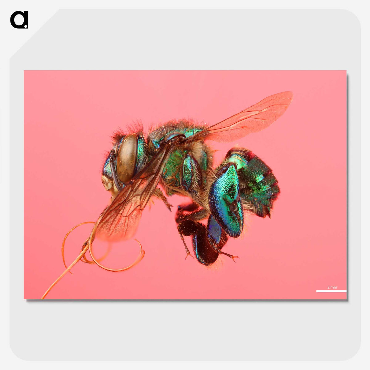 2-3_Insects-Unlocked-Project_picture-crop