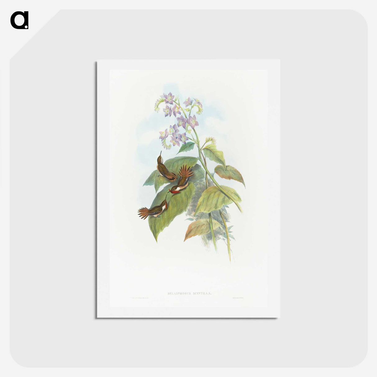 2-3_John-Gould_hagaki