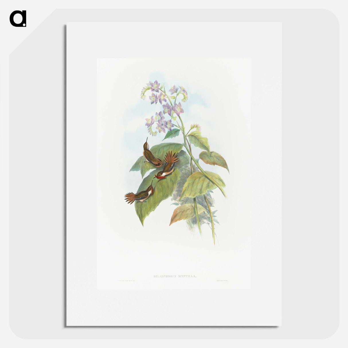2-3_John-Gould_picture
