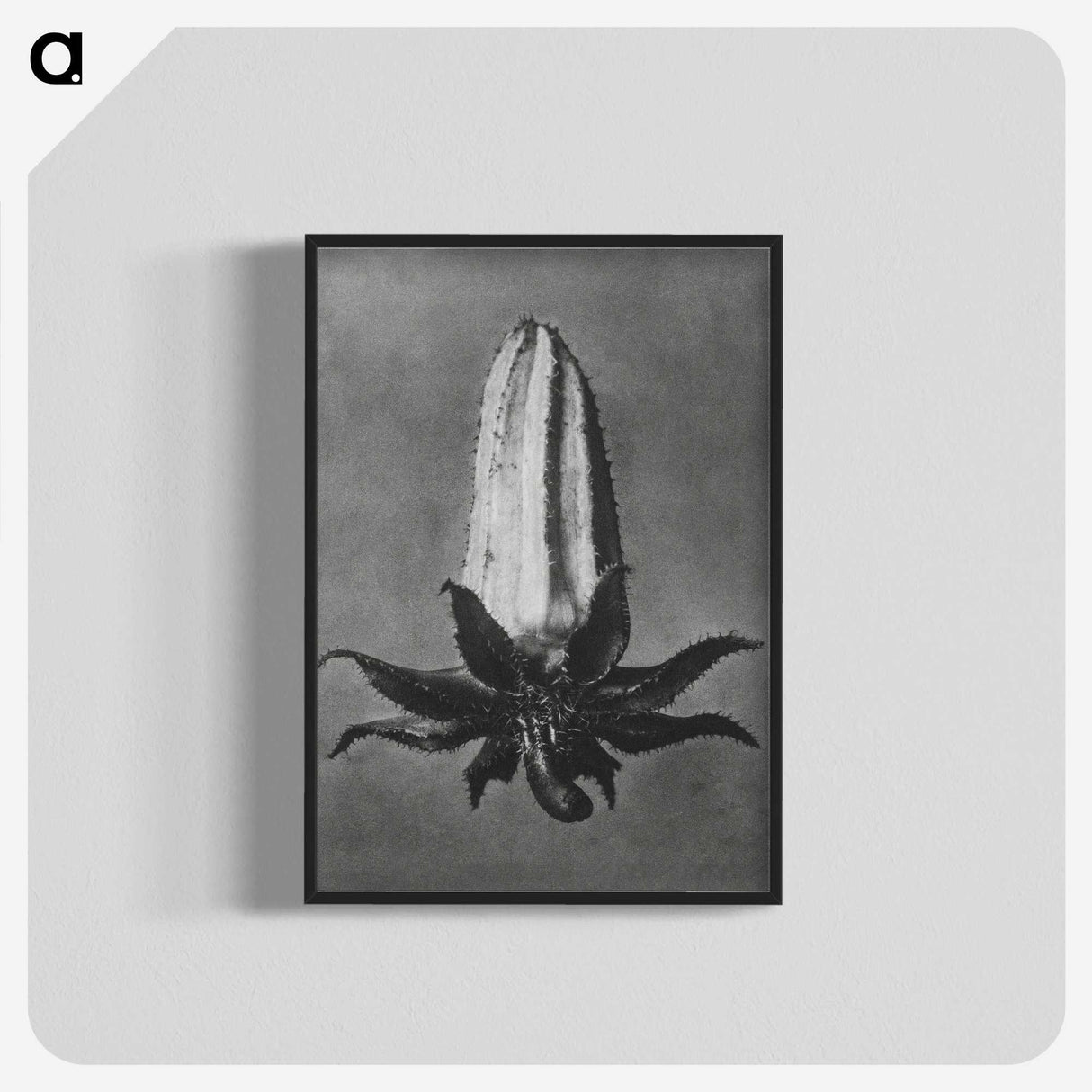 2-3_Karl-Blossfeldt_blk-crop