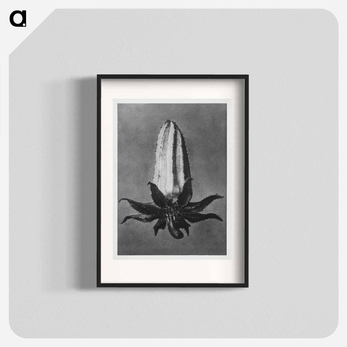 Michauxia Campanuloides - カール ブロスフェルト Poster.