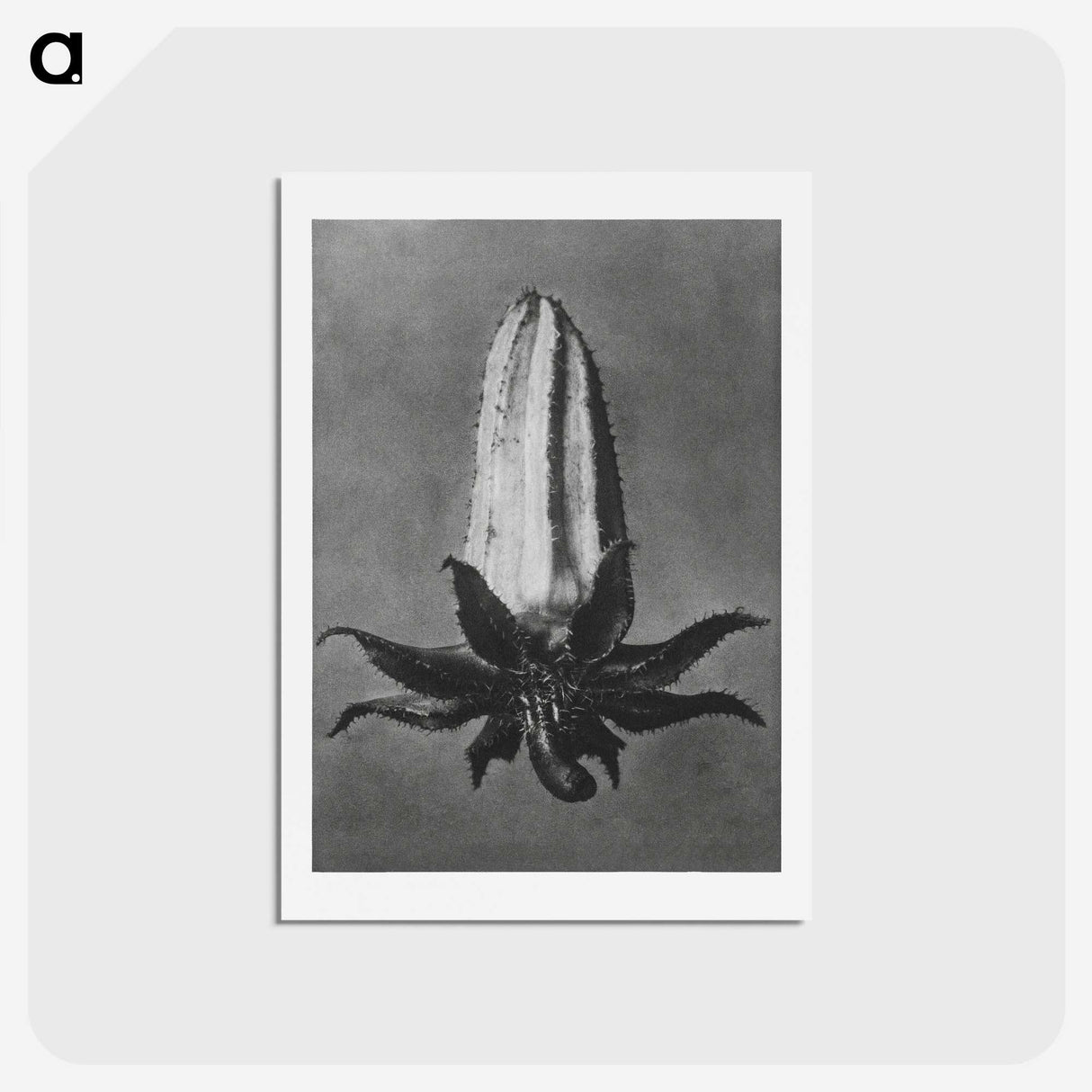 2-3_Karl-Blossfeldt_hagaki