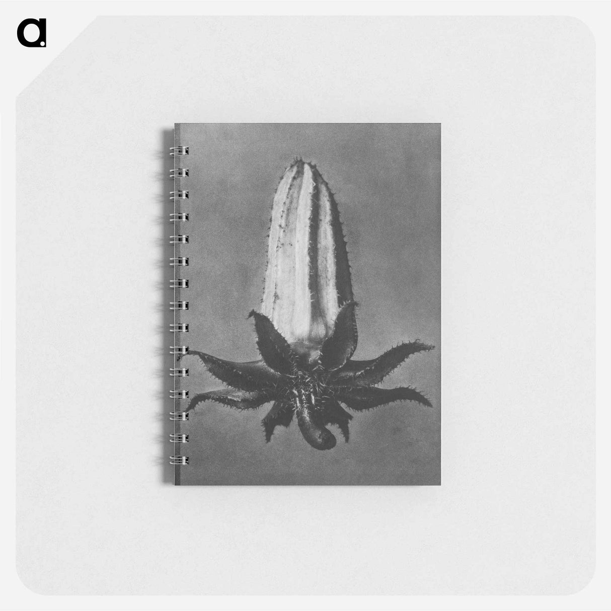 Michauxia Campanuloides - カール ブロスフェルト Memo.