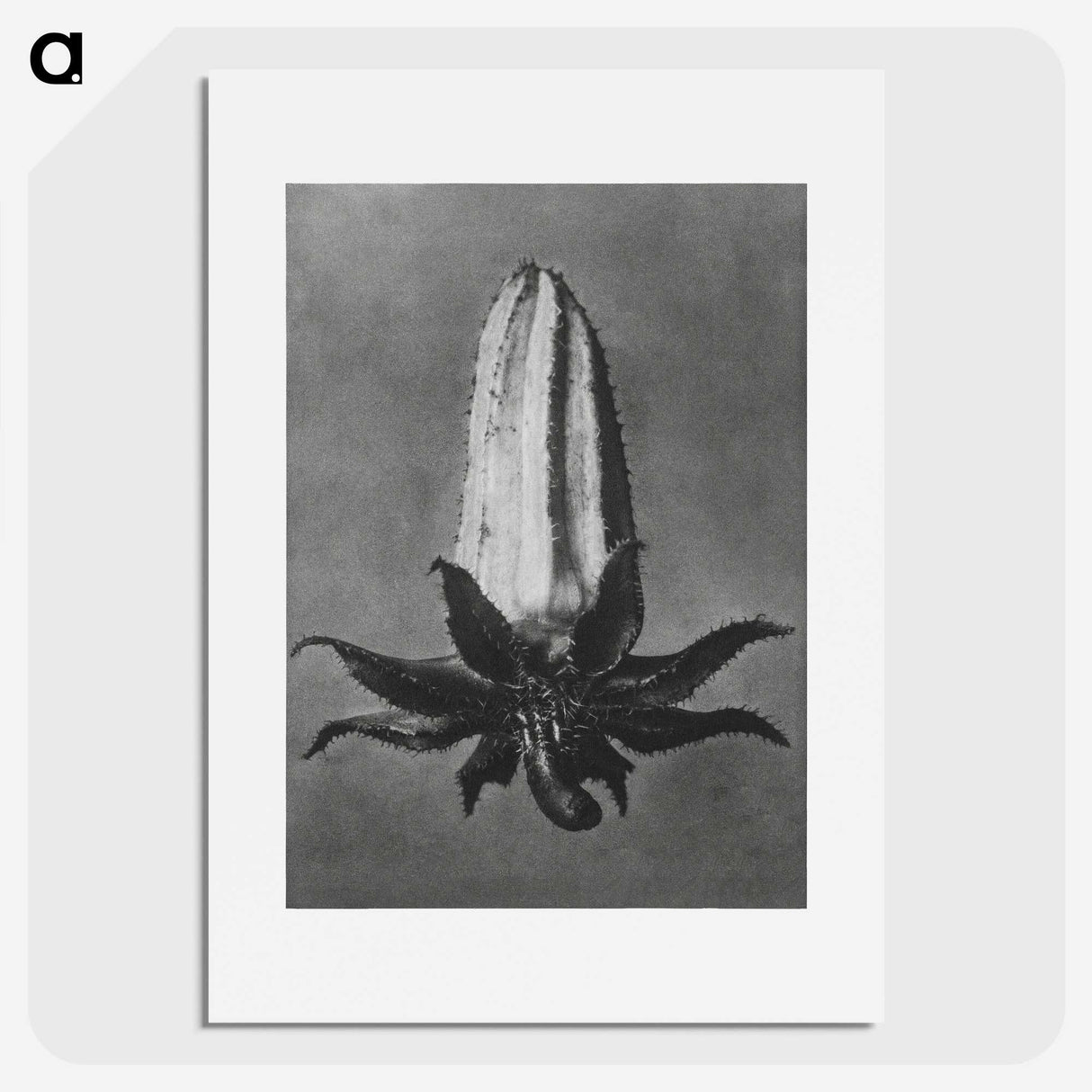 2-3_Karl-Blossfeldt_picture