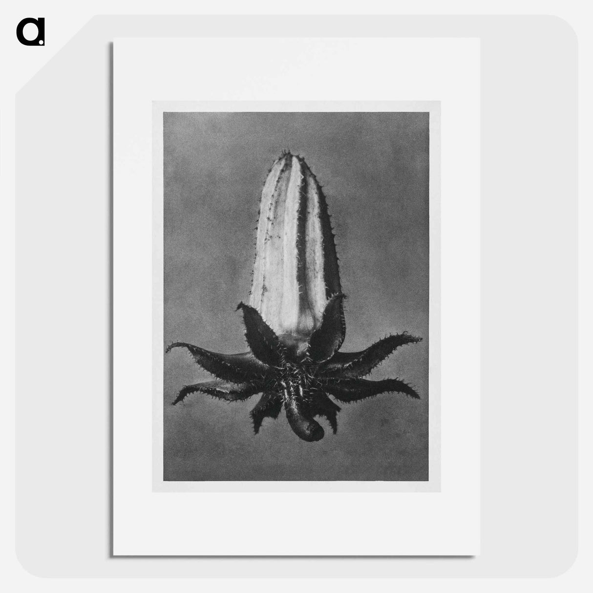 Michauxia Campanuloides - カール ブロスフェルト Poster.