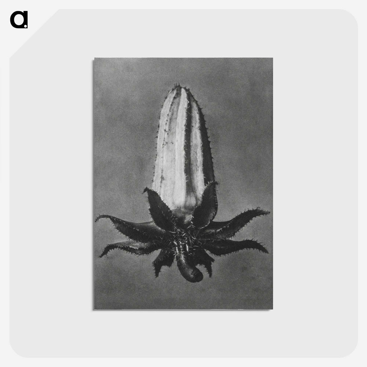 2-3_Karl-Blossfeldt_postcard