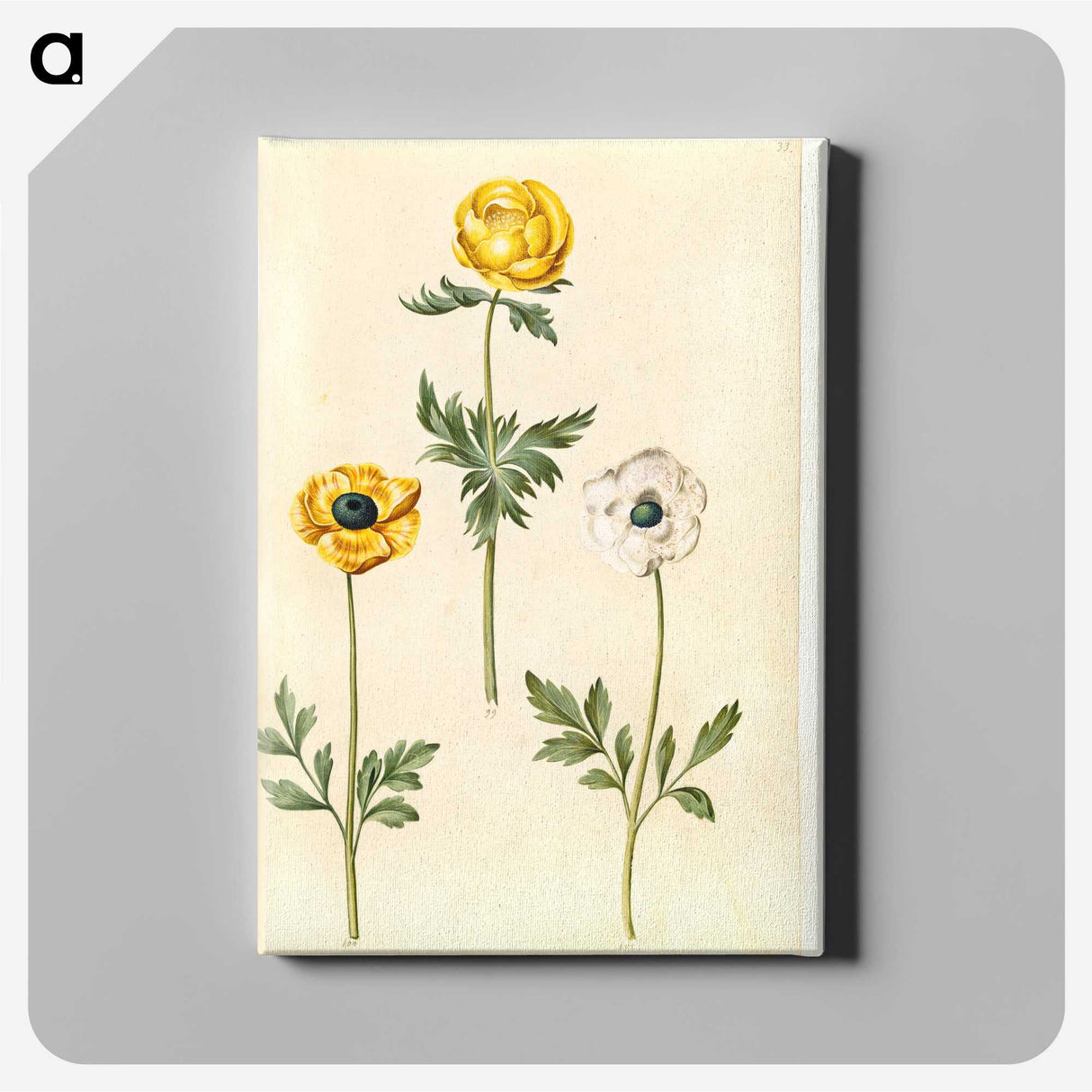 2-3_Maria-Sibylla-Merian_canvas