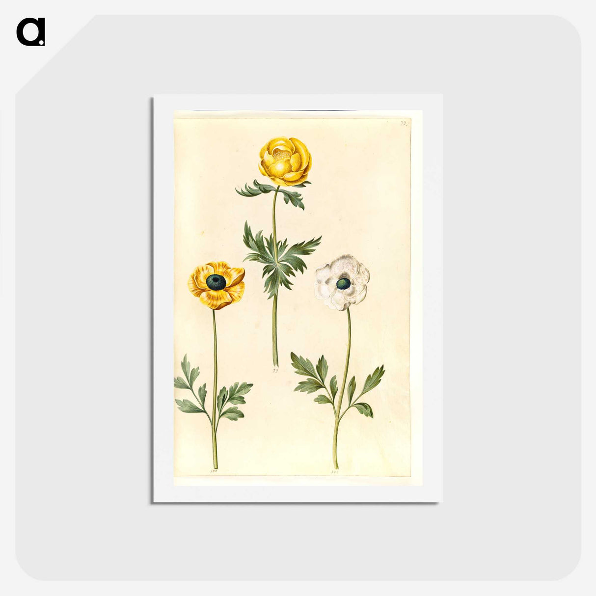 2-3_Maria-Sibylla-Merian_hagaki