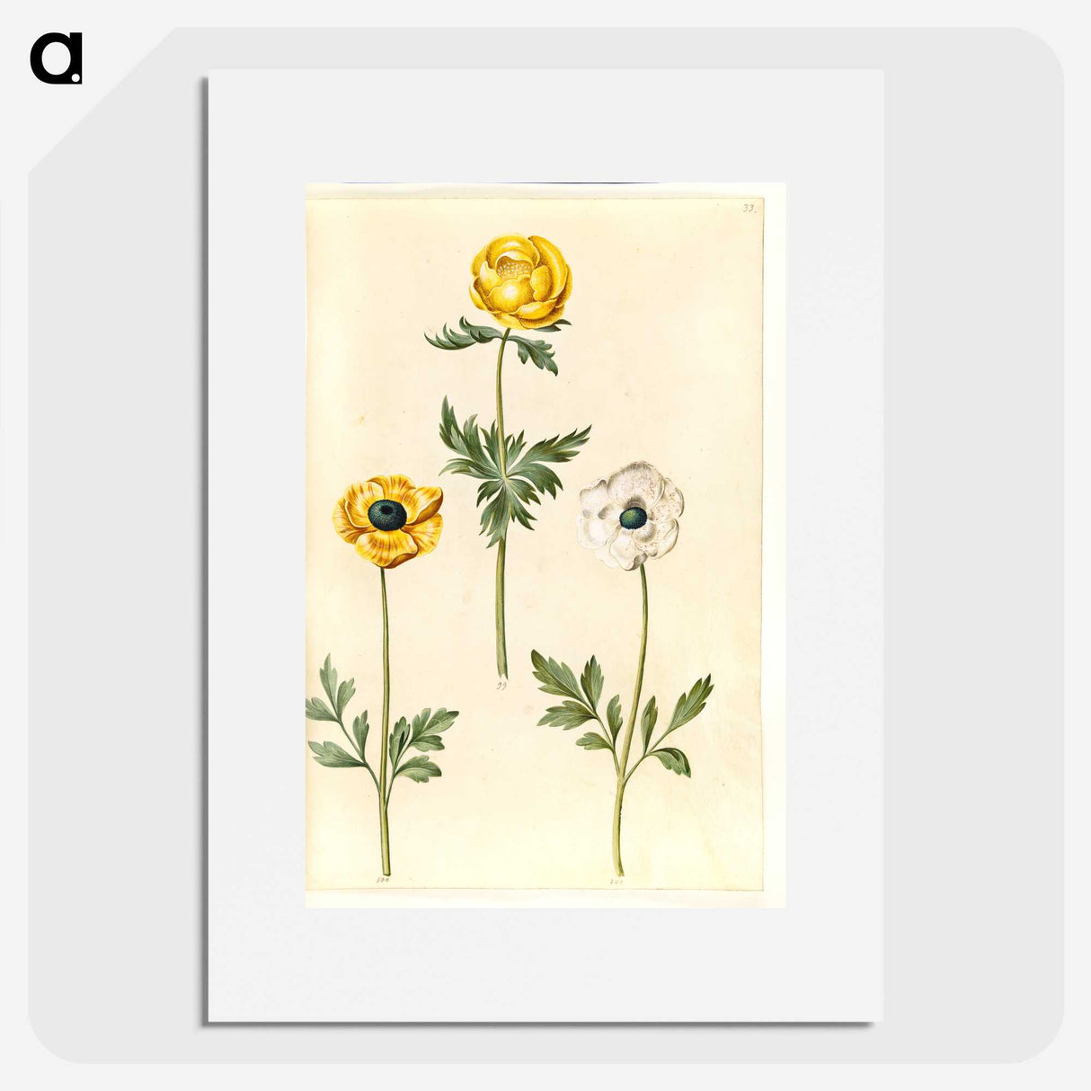 2-3_Maria-Sibylla-Merian_picture
