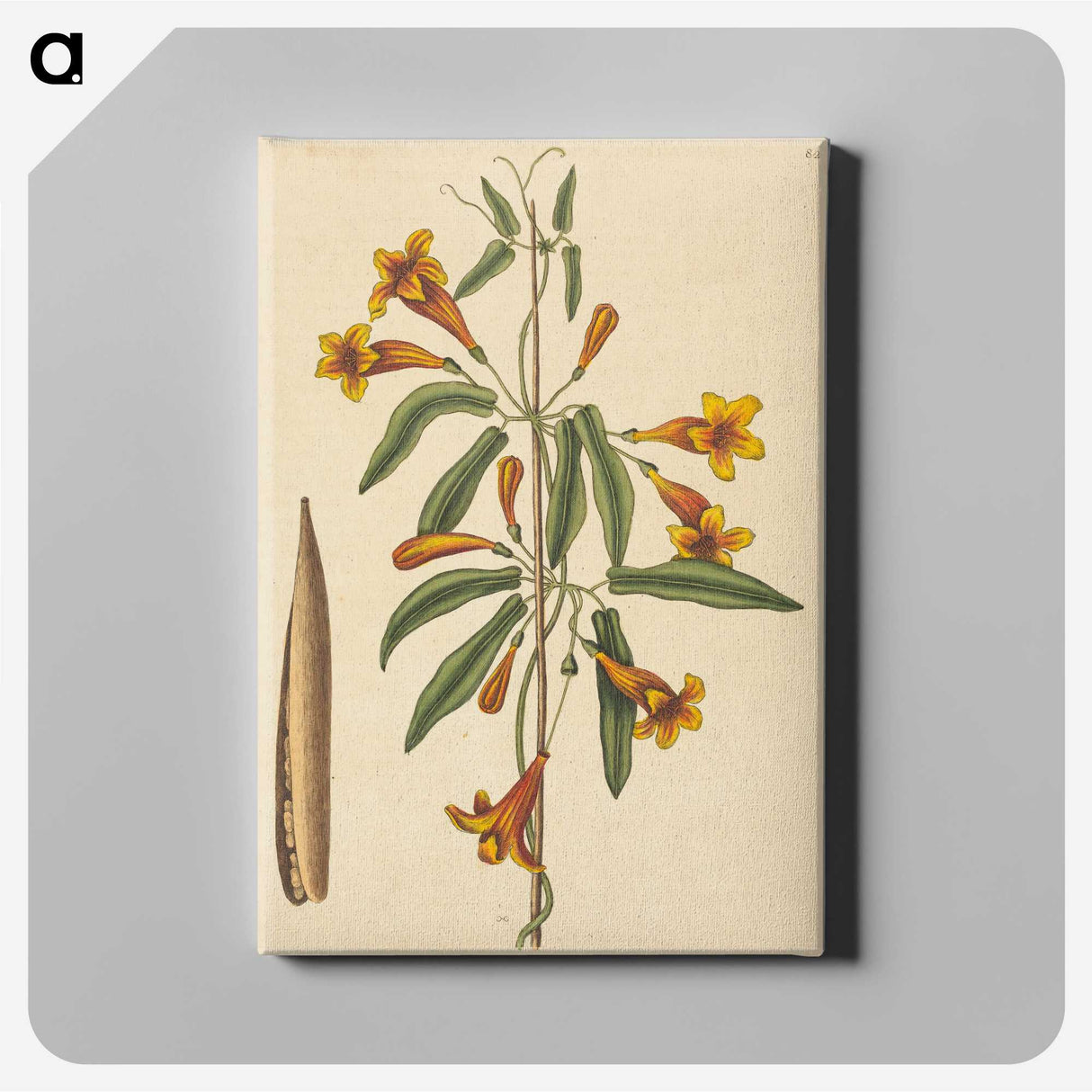 2-3_Mark-Catesby_canvas