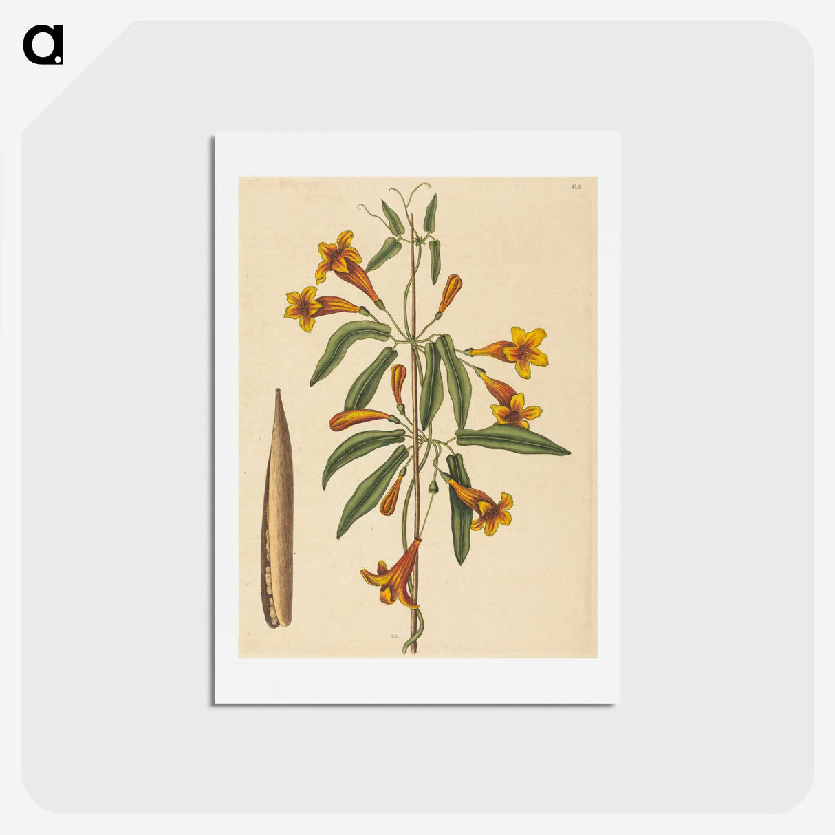 2-3_Mark-Catesby_hagaki
