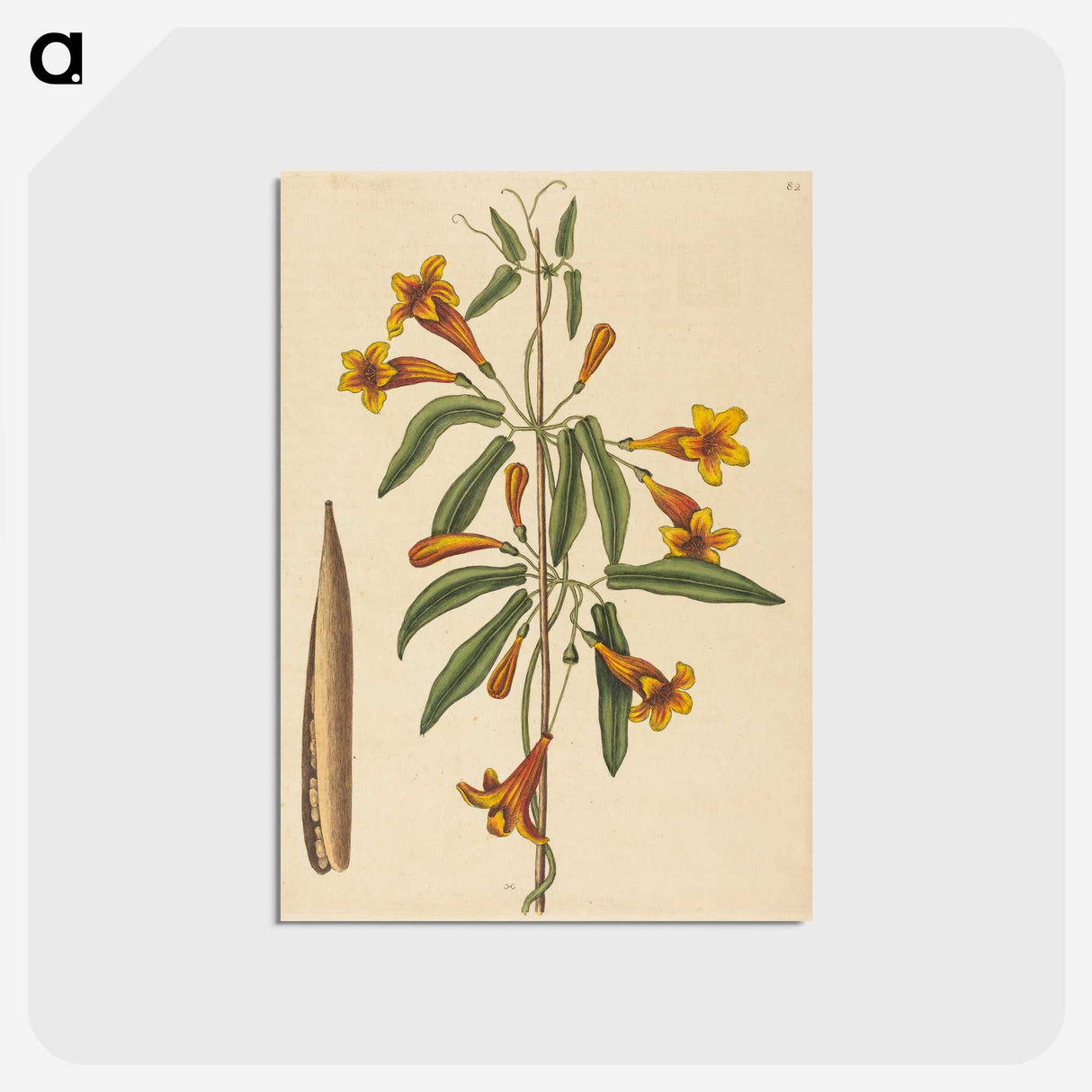 2-3_Mark-Catesby_postcard