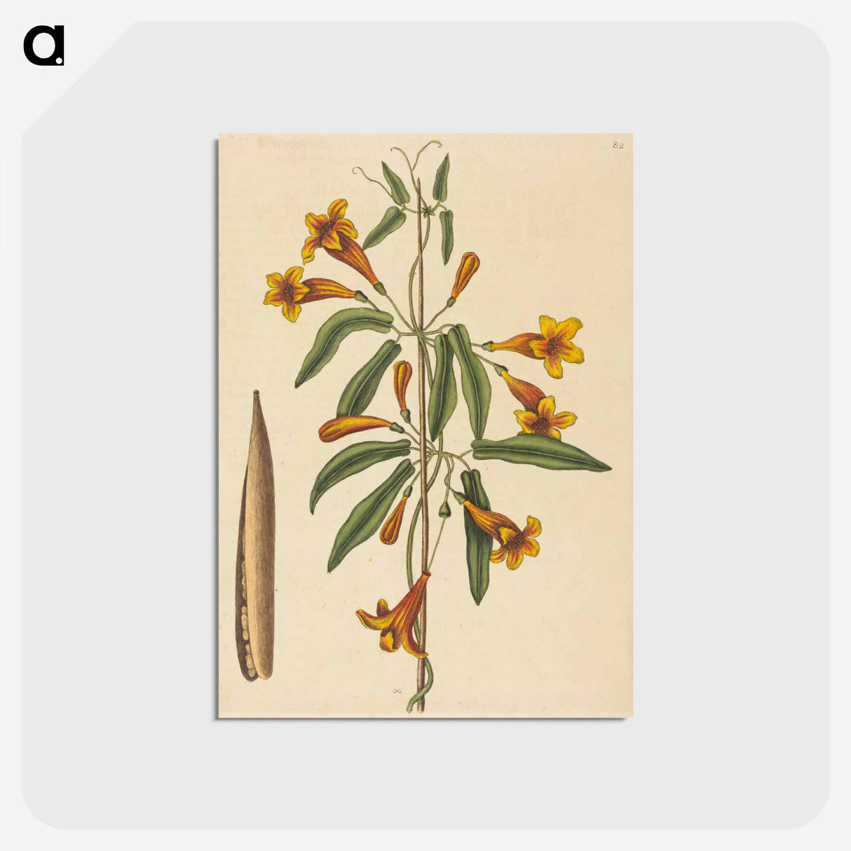 アートポストカード-Cross-vine
- マーク ケイツビー Postcard.