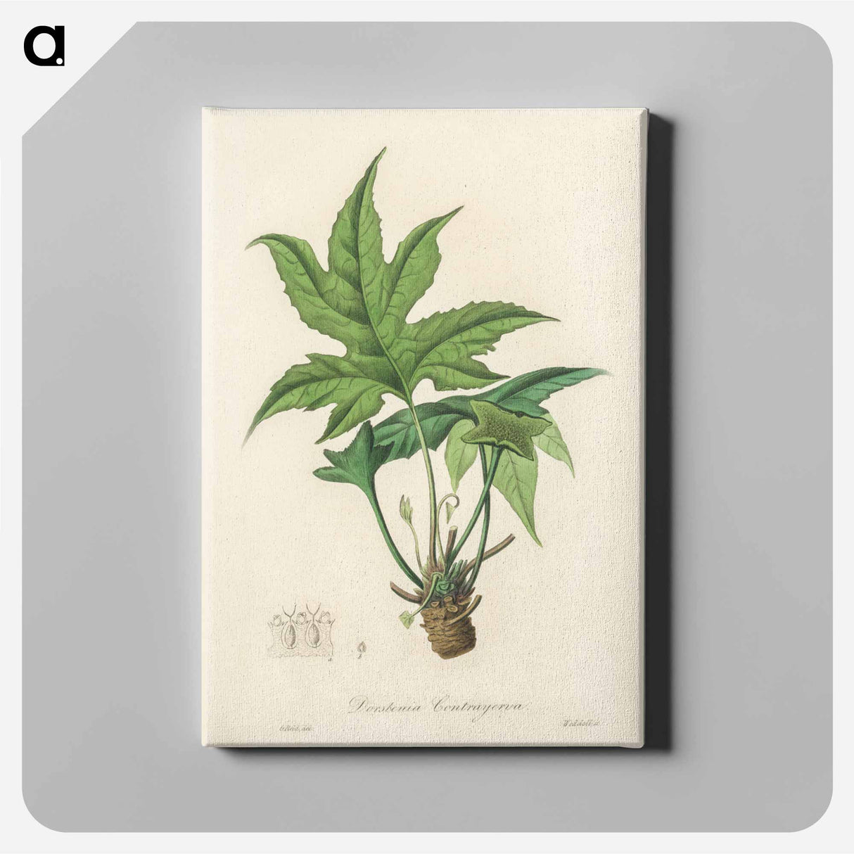 アートパネル-Snakewort (Dorstenia contrajerva) Illustration
- 薬用植物学 Canvas.