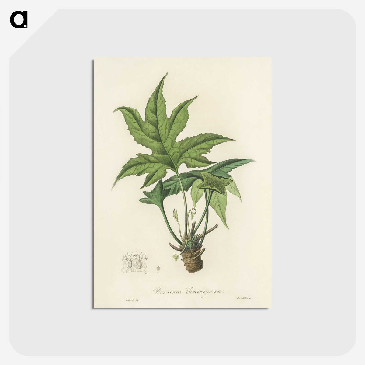 2-3_Medical-Botany_postcard
