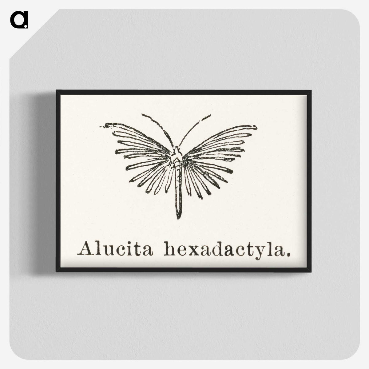 2-3_Moths-and-Butterflies-of-the-United-States_blk-crop