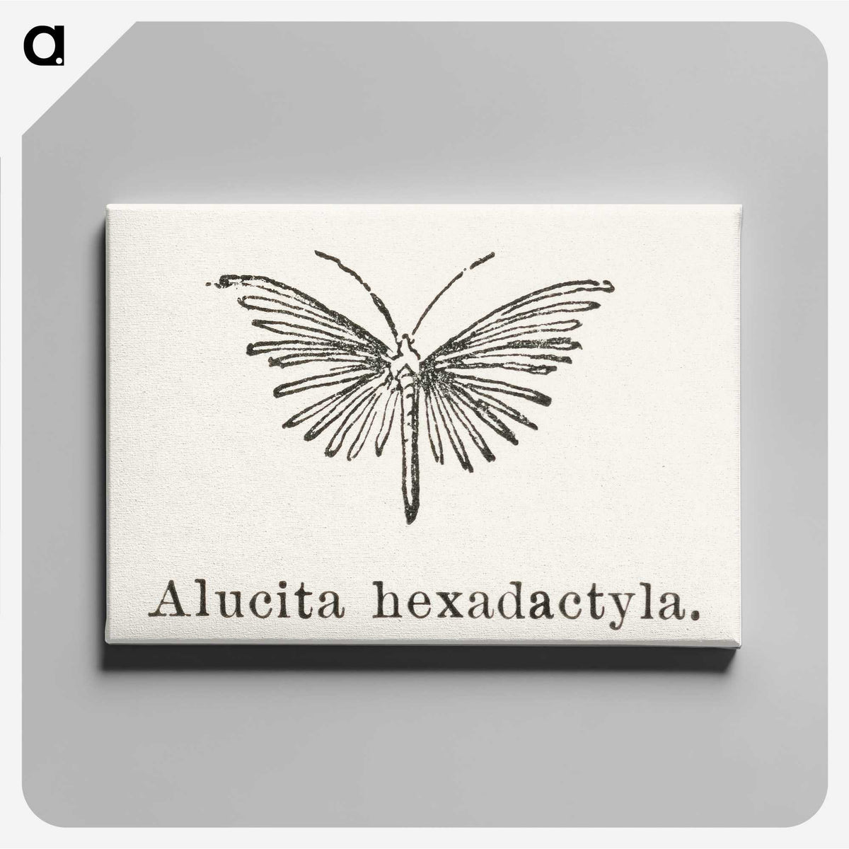 2-3_Moths-and-Butterflies-of-the-United-States_canvas