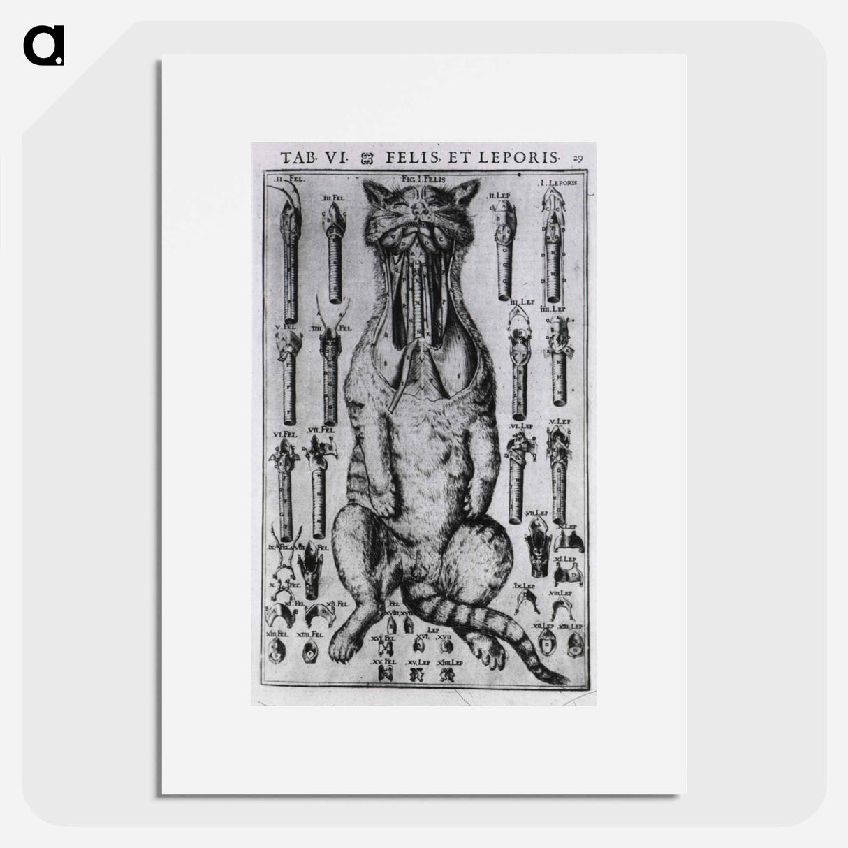 アートポスター-Felis, et Leporis
- 国立医学図書館 Poster.
