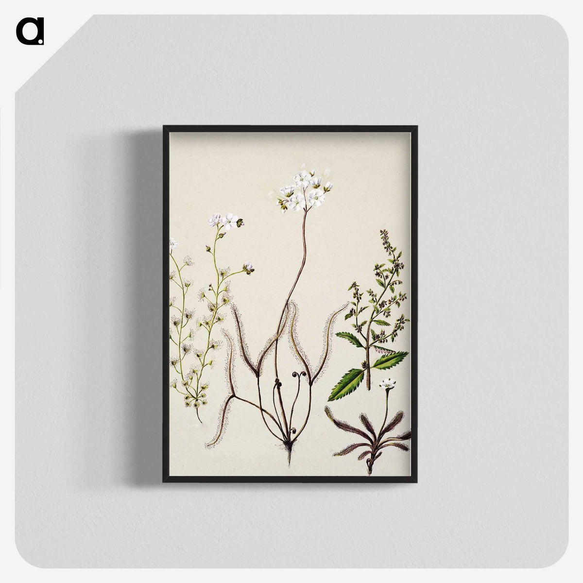2-3_Native-Flowering-Plants-of-New-Zealand_blk-crop