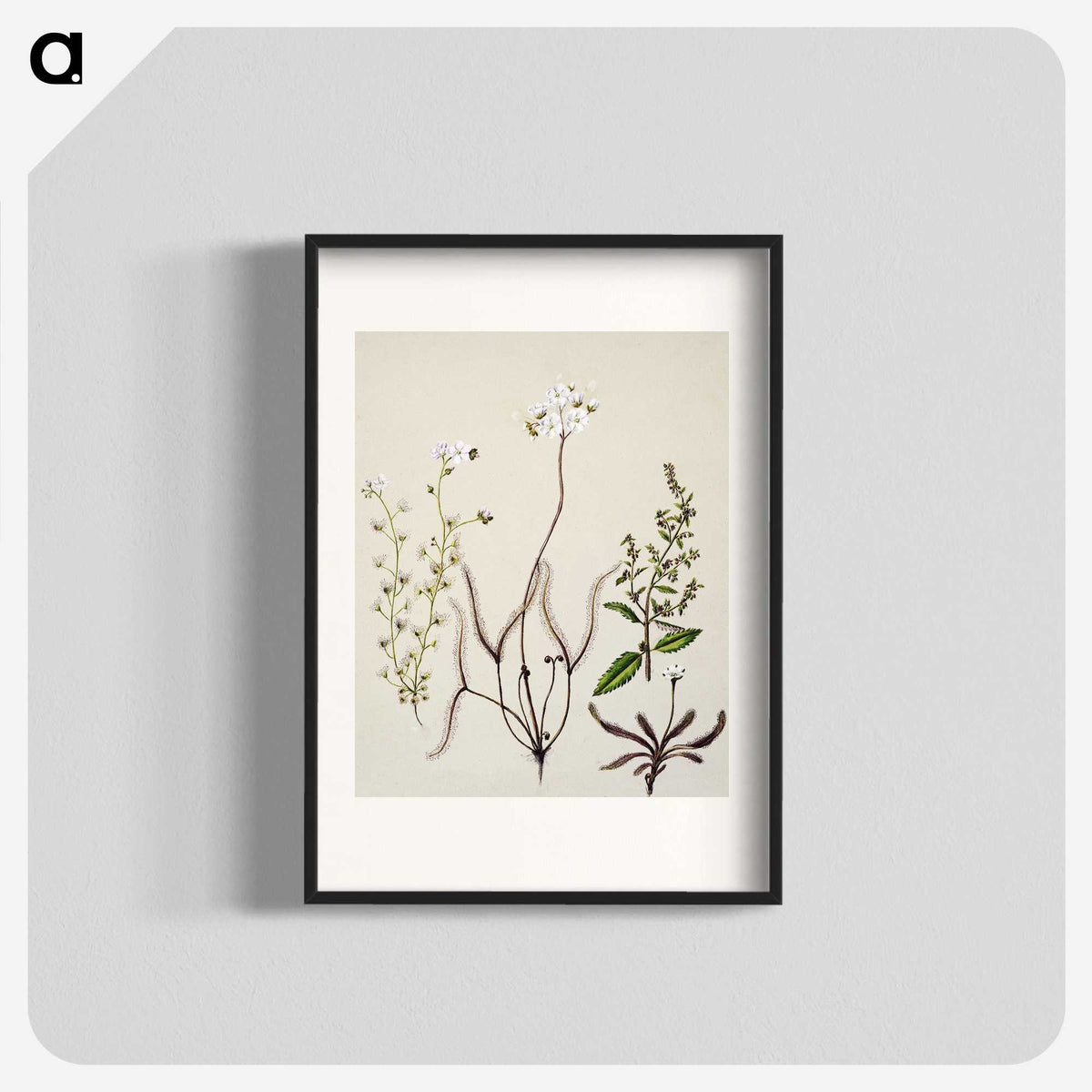 2-3_Native-Flowering-Plants-of-New-Zealand_blk